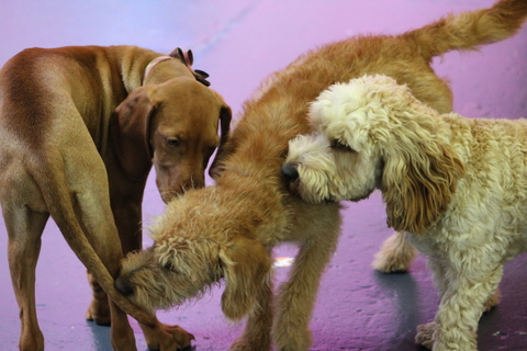 images/timelinephotos/Puppy%20Club.jpg#joomlaImage://local-images/timelinephotos/Puppy Club.jpg?width=480&height=320